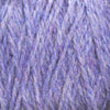 Chicory