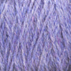 Chicory